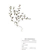 藏品(細虆子草)的圖片